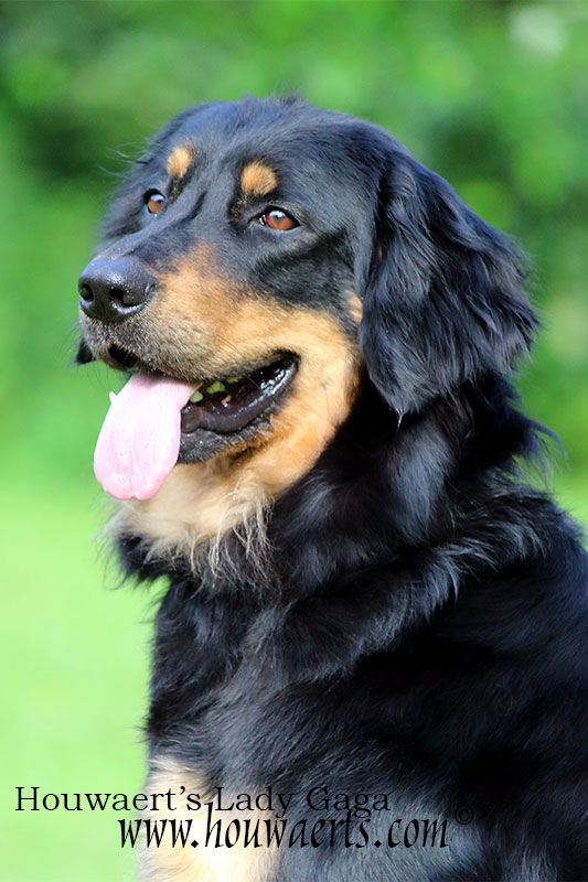 LAdy gaga Laska 02 hoofd